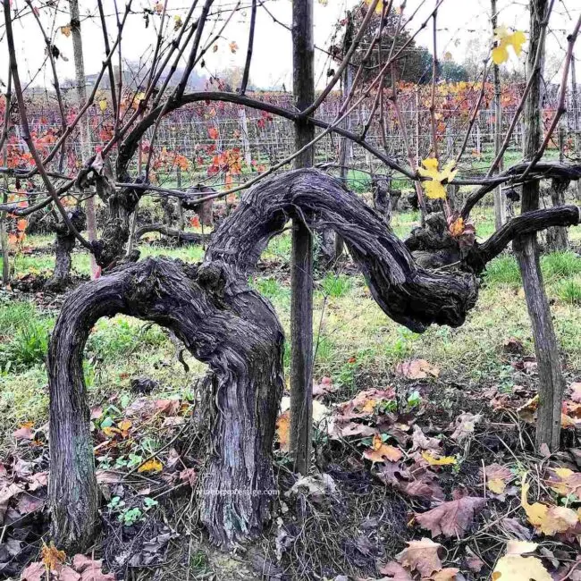 Cépage de vins français