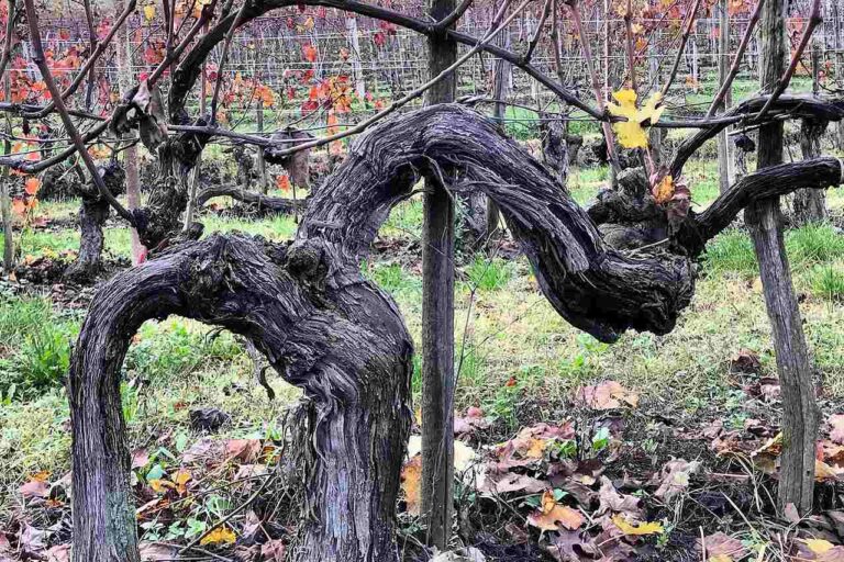 Cépage de vins français