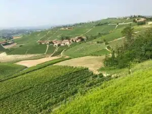 vigne-barolo-villero-fenocchio-vin-d-italie-winebox-prestige Caviste en vin italien à Toulouse – Achat vins Giacomo Fenocchio sur Winebox Prestige