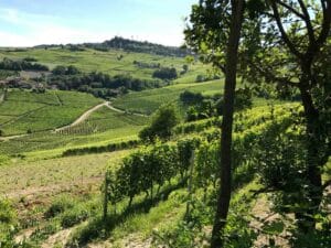 aurelio-settimo-barolo-vin-italien-winebox-prestige-Toulouse