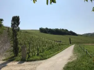 vigne italie barolo boscaretto ferdinando principiano