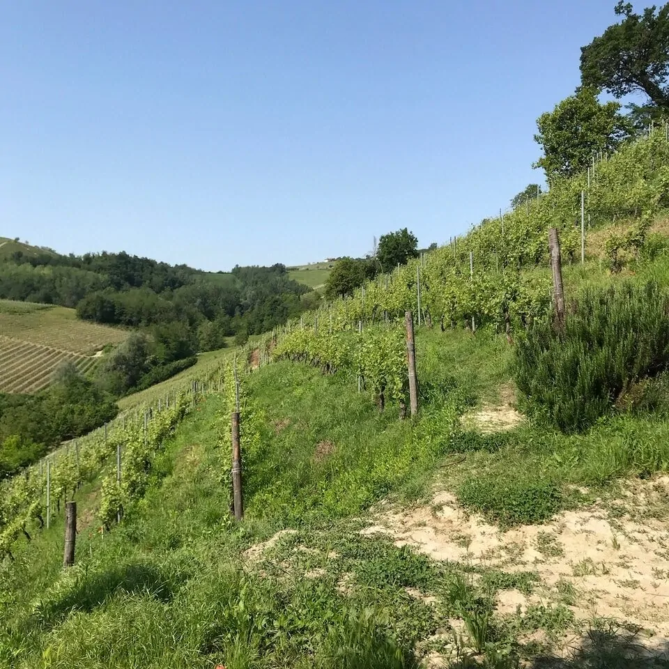 Vigne Ravera à Monforte d’Alba du domaine Ferdinando Principiano