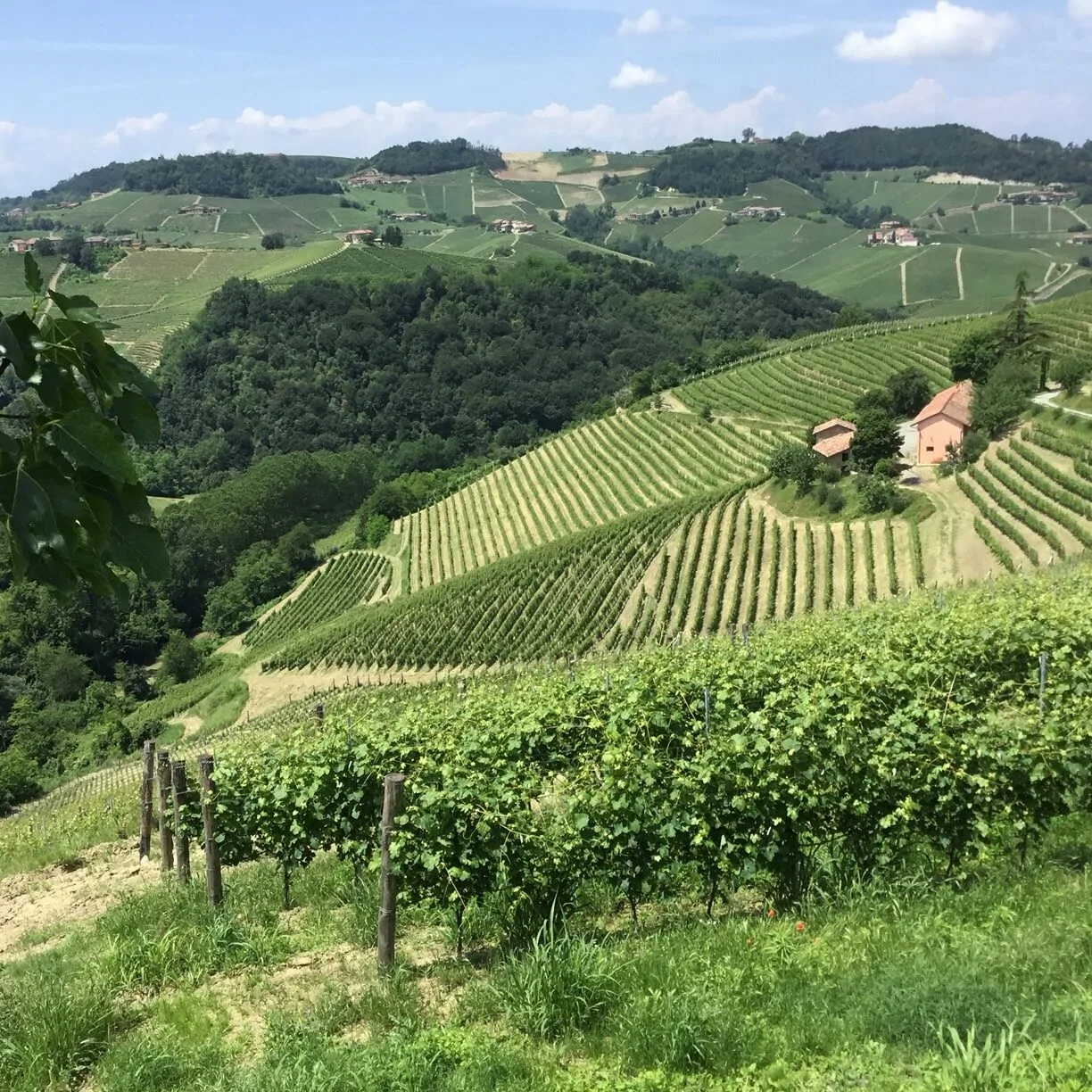 Terroir Arione à Barolo – Giacomo Conterno