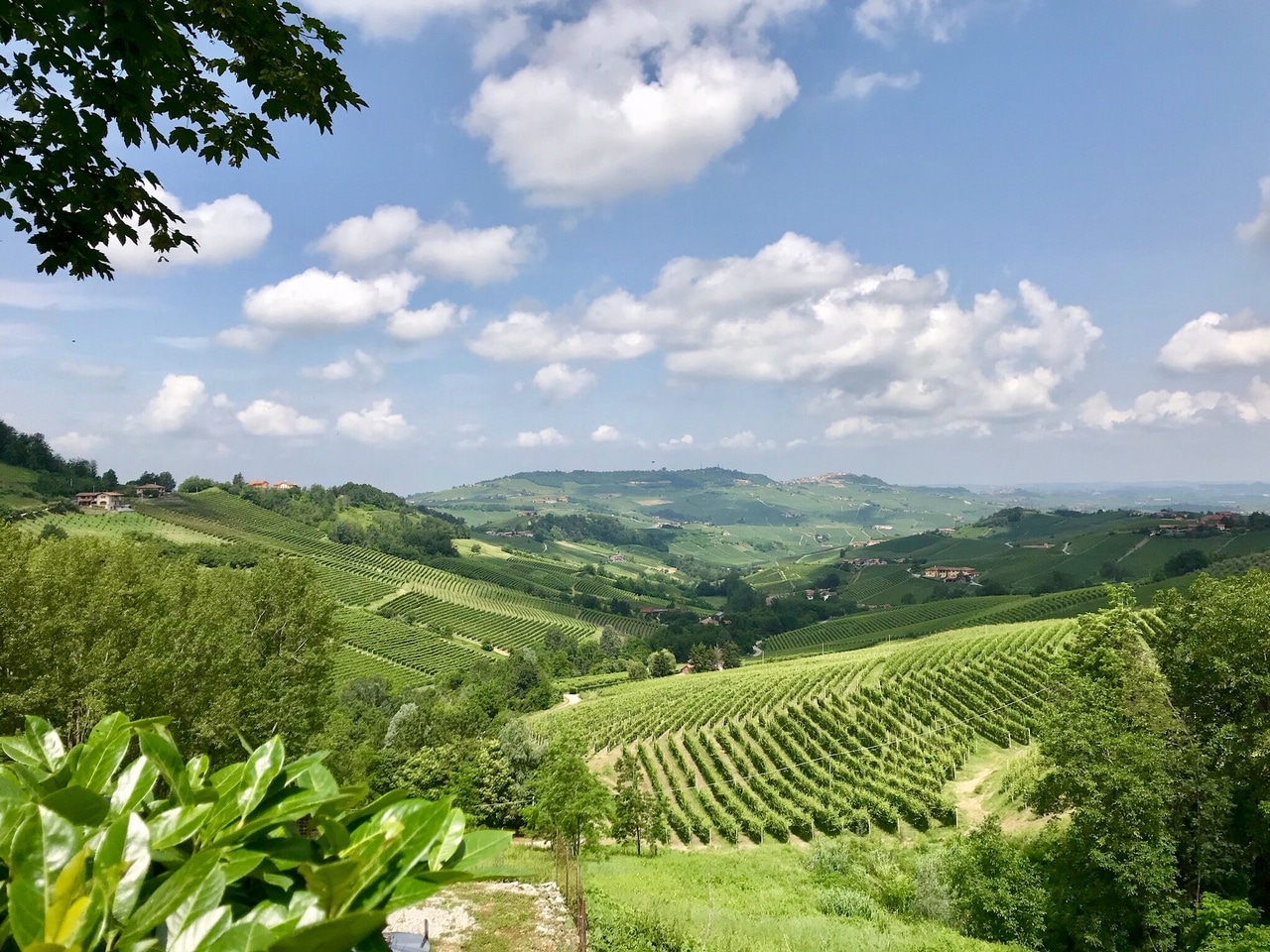 vigne vin Barolo en Italie par winebox prestige