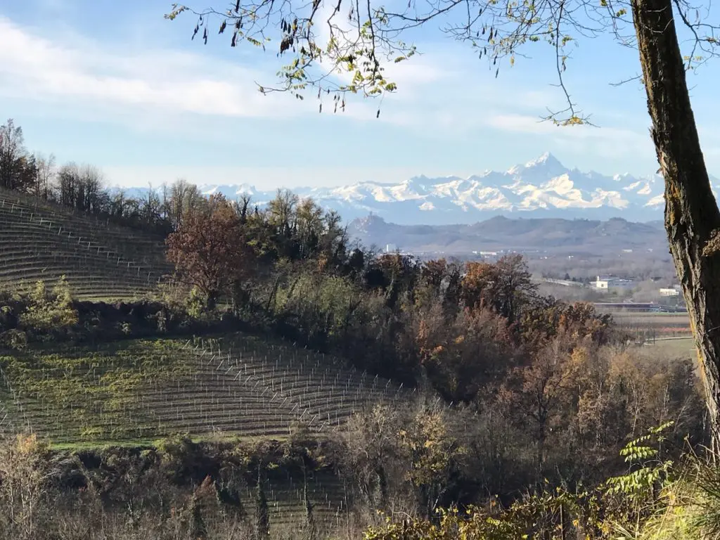 vigne à Barbaresco vin italien