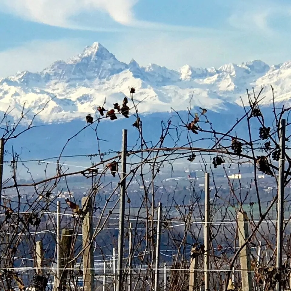 Vigne sur les hauteurs de Barolo montrant la chaîne alpine