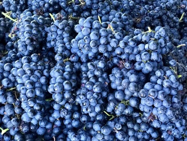 Vin bio et naturel, dégustation raisin biologique avec Patrick Moulène