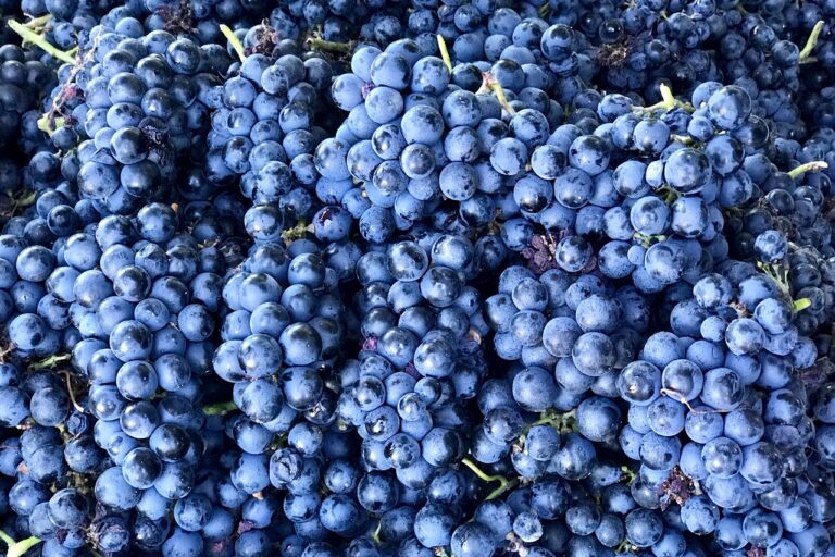 Vin bio et naturel, dégustation raisin biologique avec Patrick Moulène