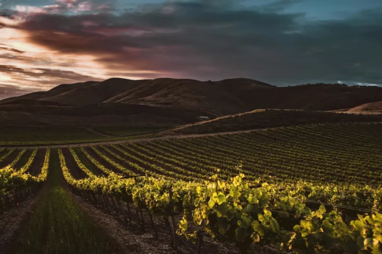 Vin espagnol rouge en vignoble cépages emblématiques d’Espagne