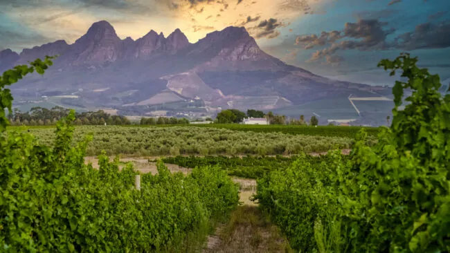 Vin d'Afrique du Sud sélectionné par Patrick Moulène – Winebox Prestige