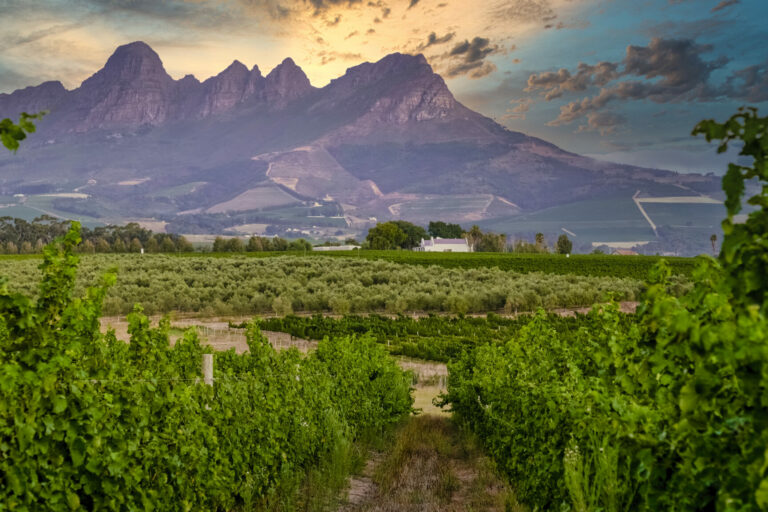 Vin d'Afrique du Sud sélectionné par Patrick Moulène – Winebox Prestige