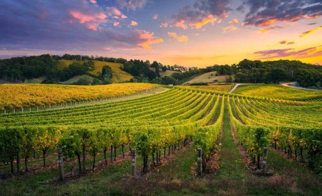 Vins australiens premium – vignoble d’Australie sélection Winebox Prestige