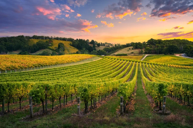 Vins australiens premium – vignoble d’Australie sélection Winebox Prestige