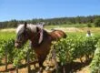 Vin de Bourgogne biodynamique – authenticité et finesse signée Winebox Prestige
