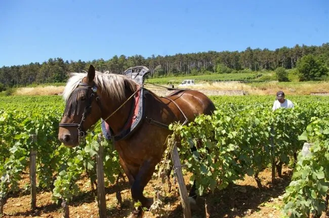 Vin de Bourgogne biodynamique – authenticité et finesse signée Winebox Prestige