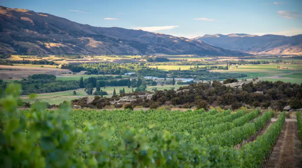 Vin de Nouvelle-Zélande : sauvignon blanc de Marlborough et pinot noir de Central Otago sélectionnés par Winebox Prestige