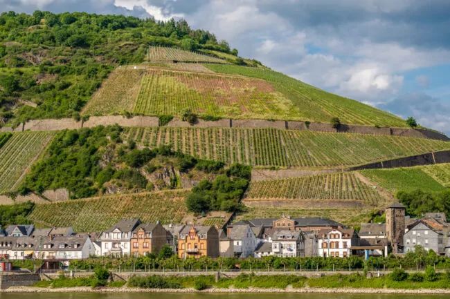 Vignoble allemand en forte pente terroir historique pour le riesling