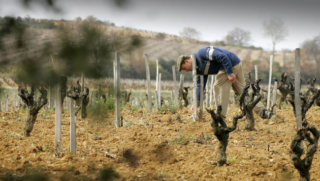 Emmanuel Reynaud, vignes Rayas Châteauneuf-du-Pape – vin iconique