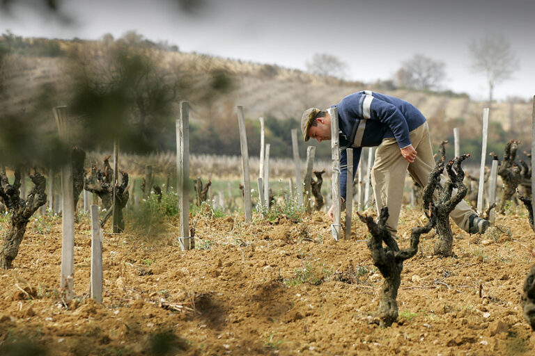 Emmanuel Reynaud, vignes Rayas Châteauneuf-du-Pape – vin iconique