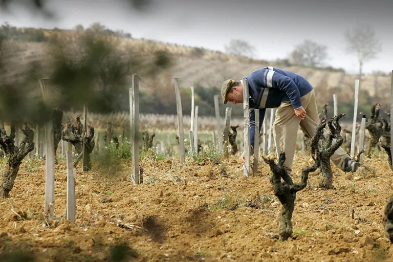 Emmanuel Reynaud, vignes Rayas Châteauneuf-du-Pape – vin iconique