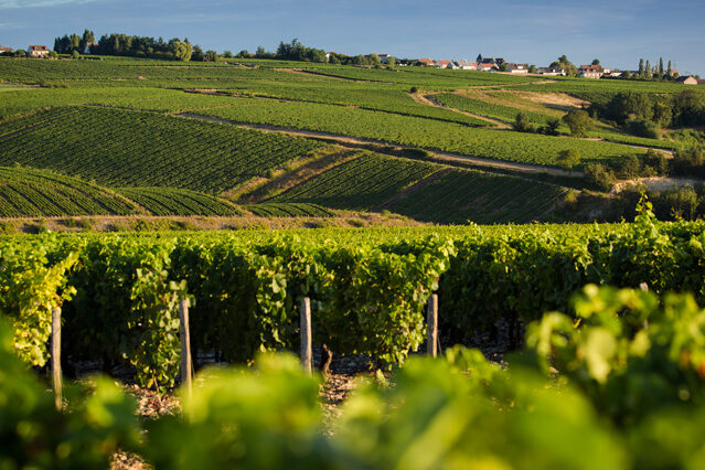Vin blanc de Chablis, Bourgogne selon Patrick Moulène double champion de France