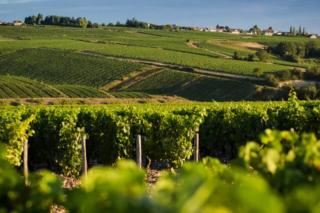 Vin blanc de Chablis, Bourgogne selon Patrick Moulène double champion de France