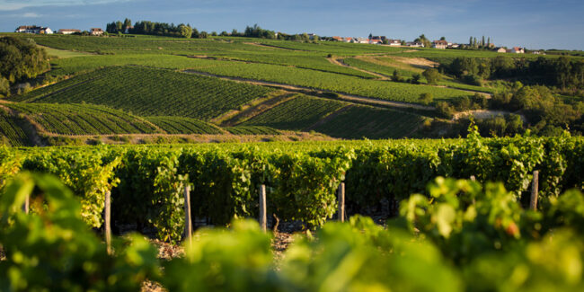 Vin blanc de Chablis, Bourgogne selon Patrick Moulène double champion de France