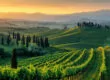 Illustration des 7 cépages italiens rares ou méconnus présentés par Patrick Moulène