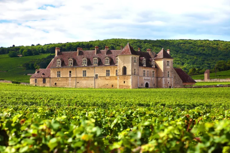 Vignes dans le Clos de Vougeot en Bourgogne exemple de vin en biodynamie selon Patrick Moulène