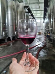 verre de vin jeune après la fermentation dégusté dans un chai de vinification
