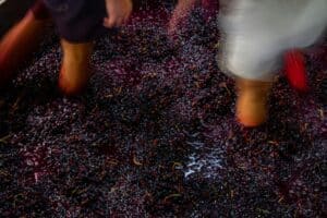raisins foulés aux pieds pour déclencher la fermentation du vin selon une méthode traditionnelle