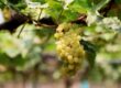 Cépages blancs méconnus français : variétés rares et vins de terroir