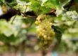 Cépages blancs méconnus français : variétés rares et vins de terroir