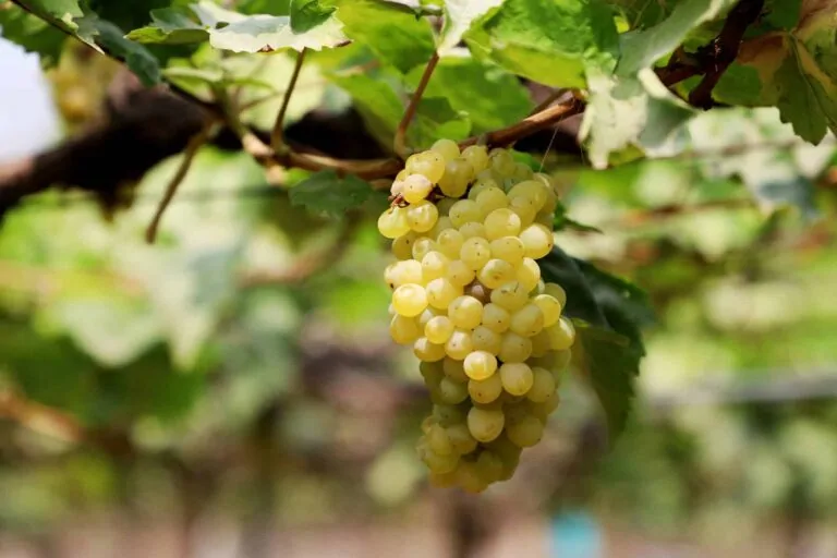 Cépages blancs méconnus français : variétés rares et vins de terroir