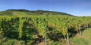 Cépages méconnus français dans les vignobles historiques