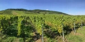 Cépages méconnus français dans les vignobles historiques