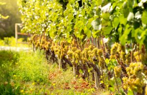 Cépages méconnus français pour vins blancs de terroir