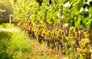 Cépages méconnus français pour vins blancs de terroir