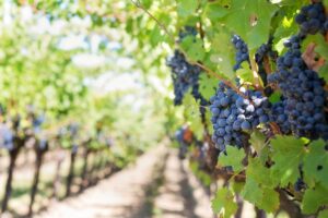 Cépages méconnus français et vins rares du vignoble de France