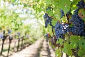 Cépages méconnus français et vins rares du vignoble de France