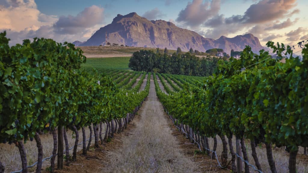 Vin d'Afrique du Sud sélectionné par Patrick Moulène – Winebox Prestige