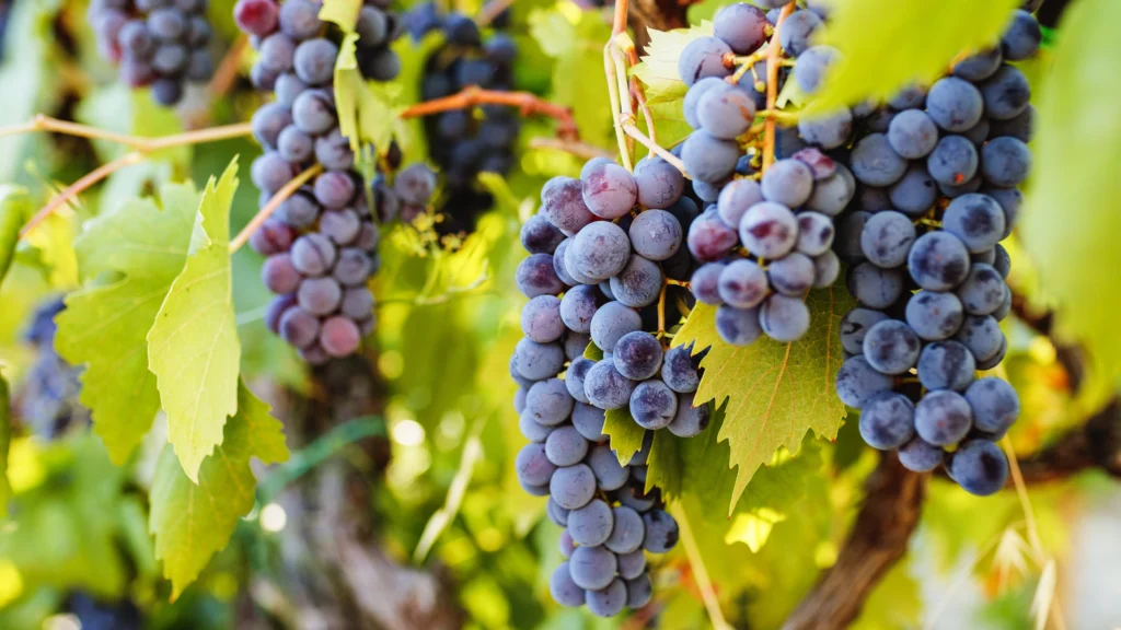 Raisins de différents cépages influençant les arômes fruités du vin