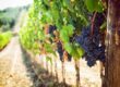 Grappe de raisins noirs sur une vigne dans un vignoble