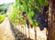 Grappe de raisins noirs sur une vigne dans un vignoble