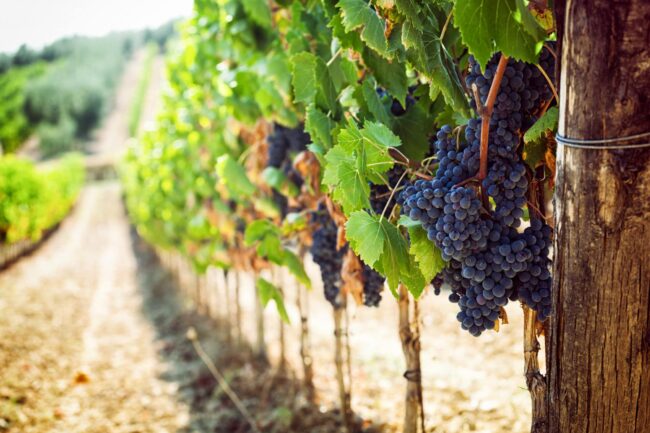 Grappe de raisins noirs sur une vigne dans un vignoble