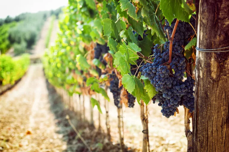 Grappe de raisins noirs sur une vigne dans un vignoble
